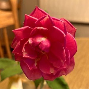 Meet your Posher, Holly